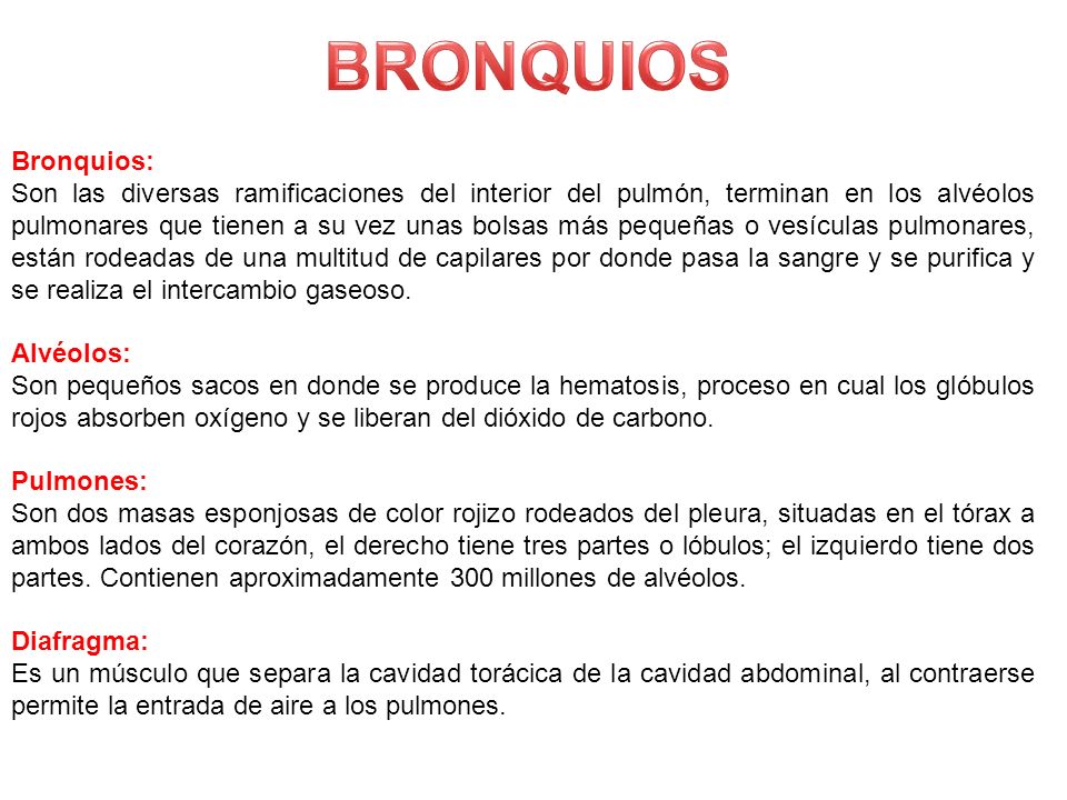 Pequeñas bolsas de aire rodeadas de redes capilares